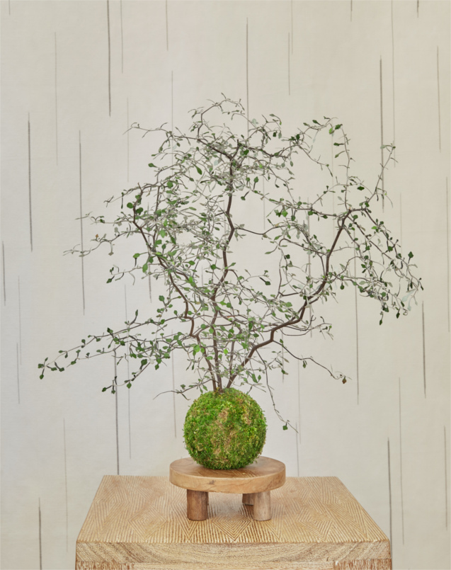 Kokedama Création végétale japonaise - Escapade Artisanale dans le