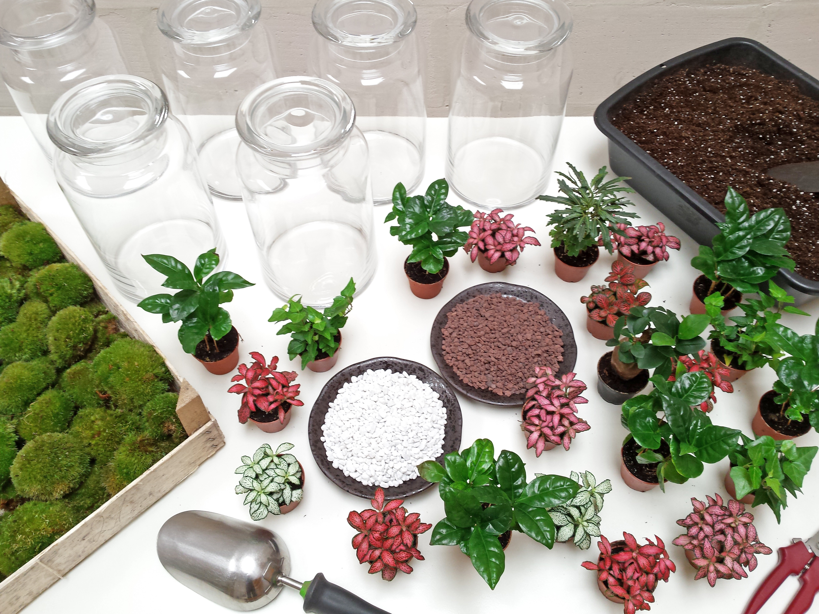 Terrarium Création végétale - Escapade Artisanale au vert dans le