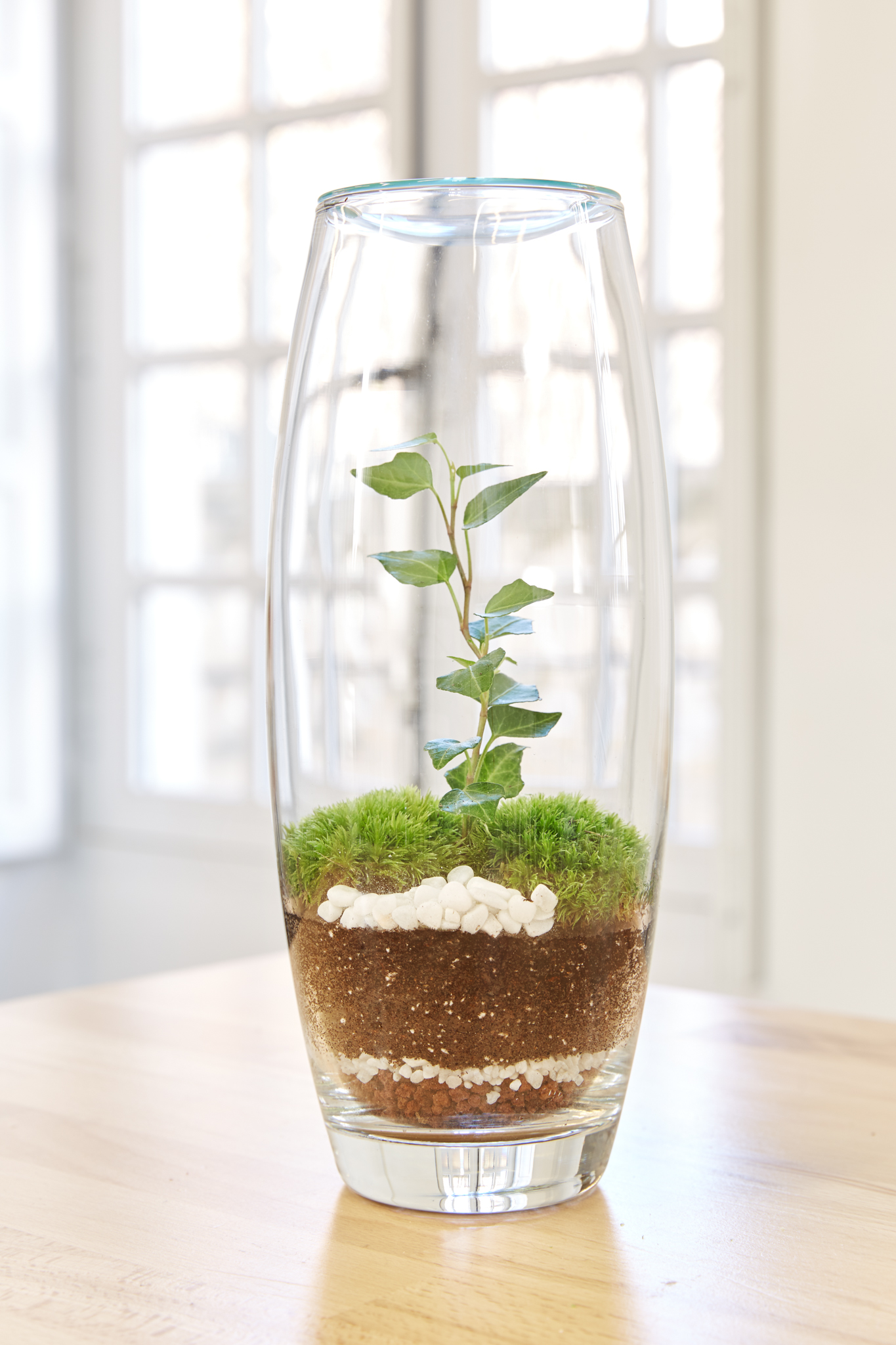 Terrarium Création végétale - Escapade Artisanale au vert dans le